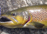 uEgEg